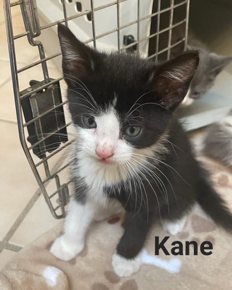 Kane