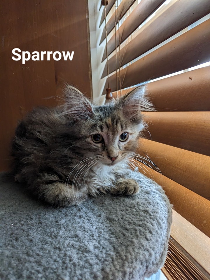 Sparrow