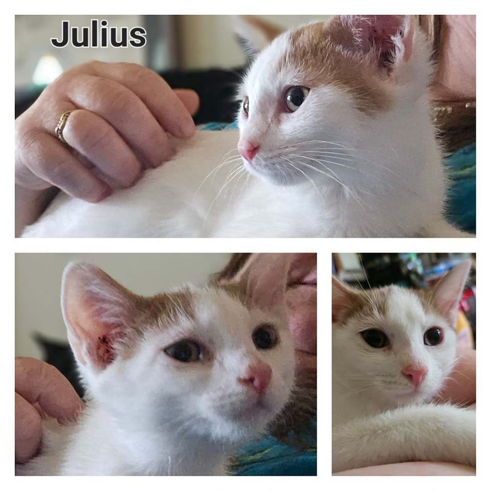 Julius