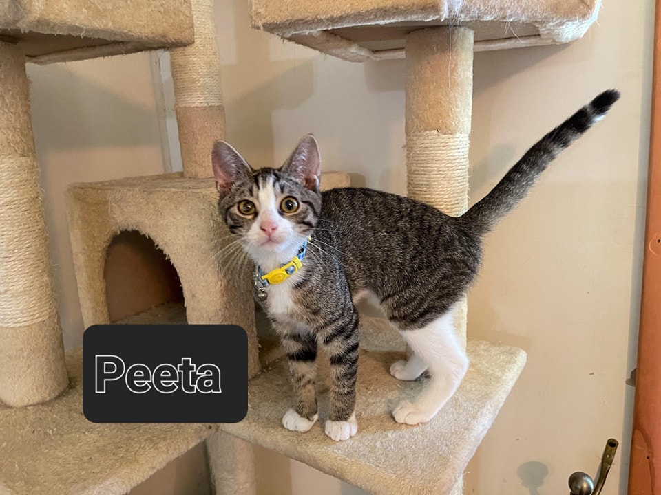 Peeta