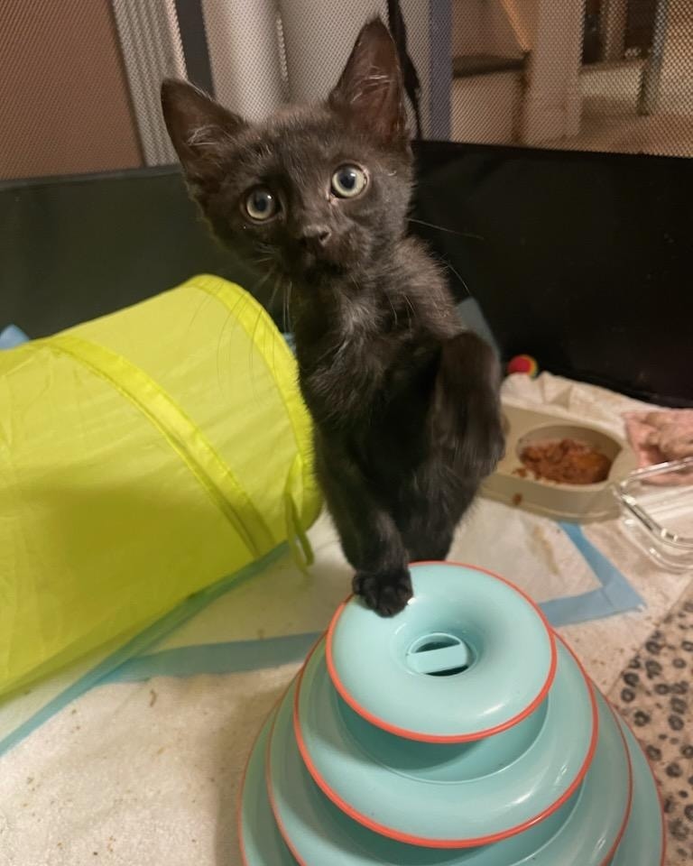 Newton