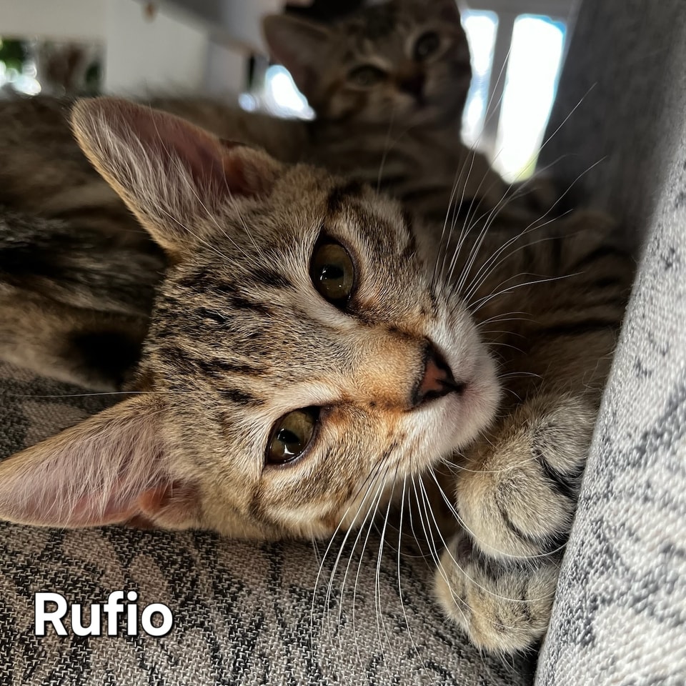 Rufio