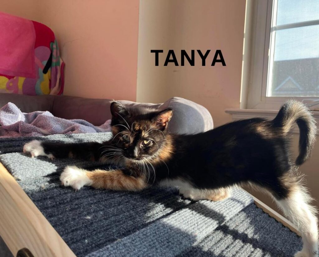 Tanya Tanya 1024x824