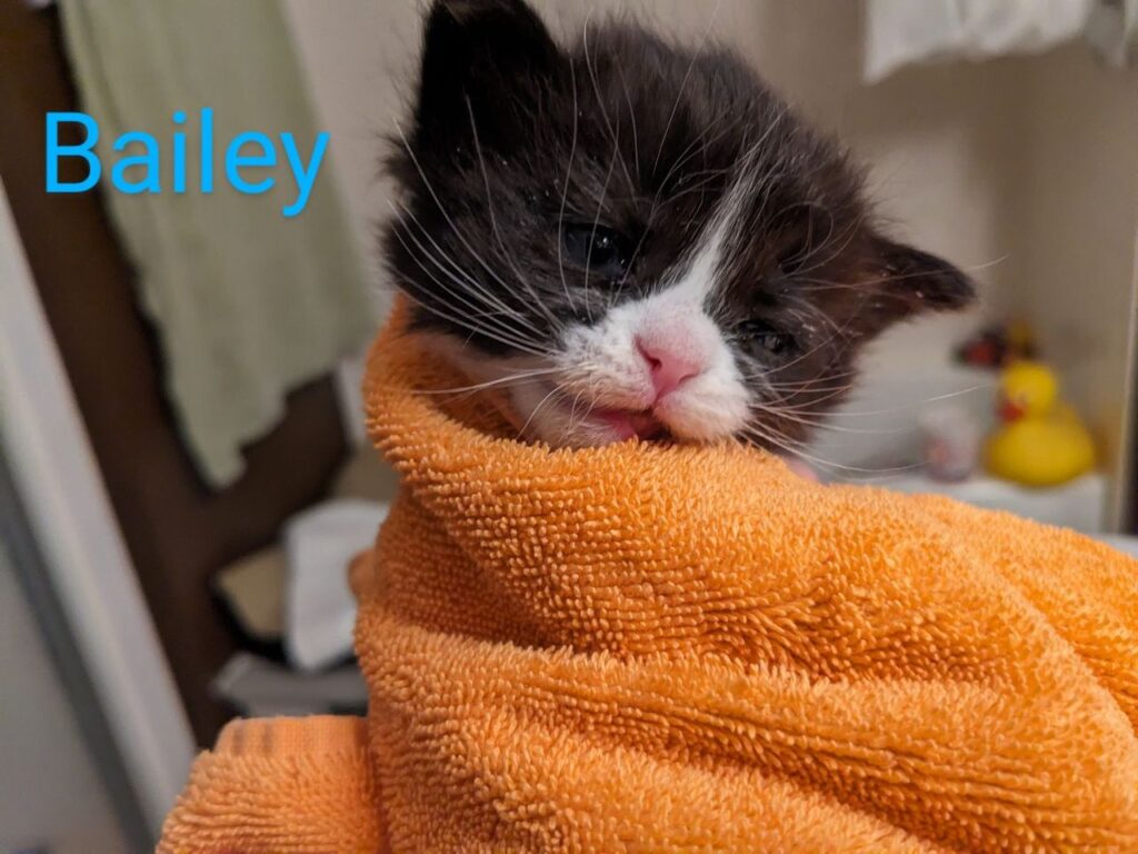 Bailey2 1024x768