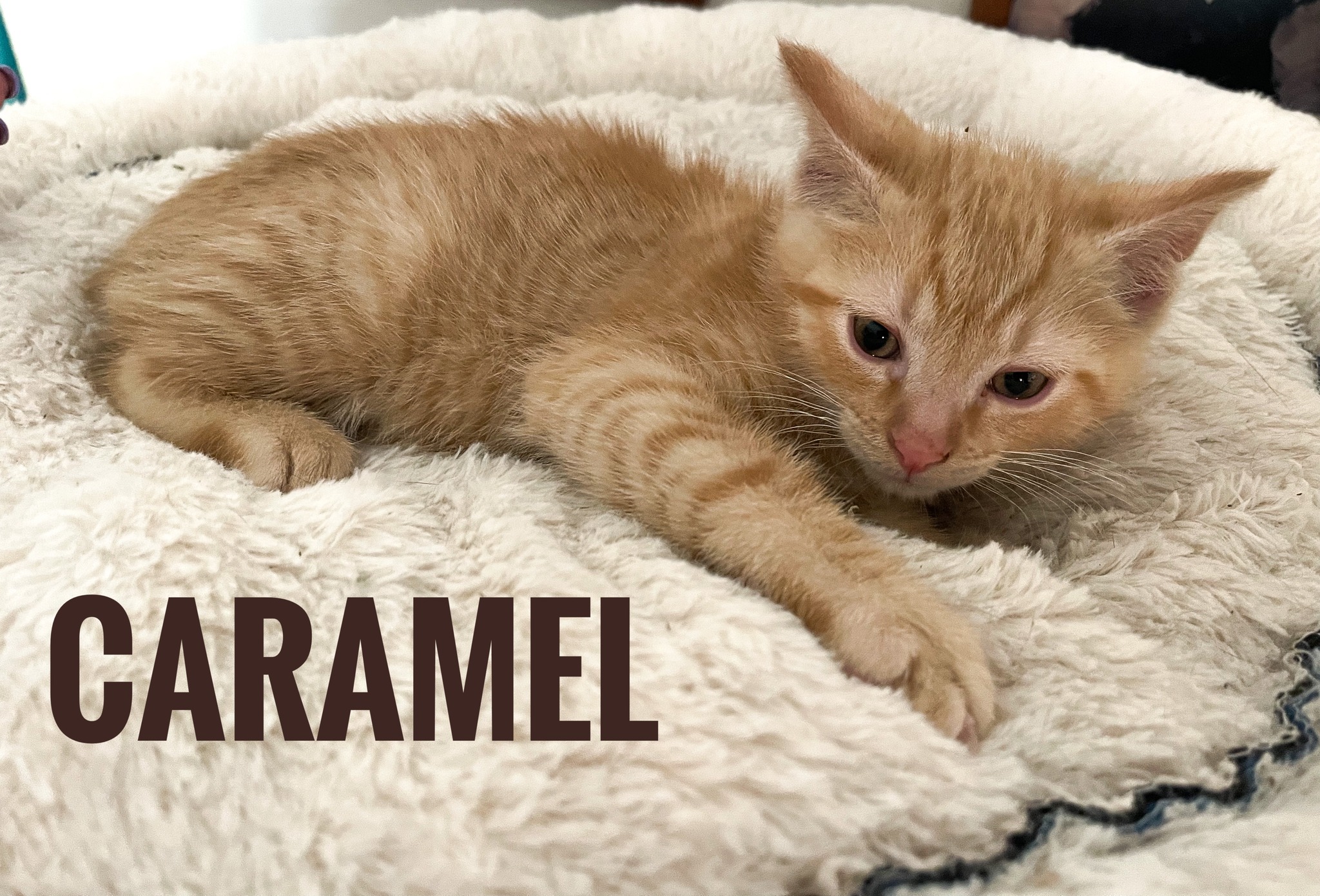 Caramel (Coffee litter)