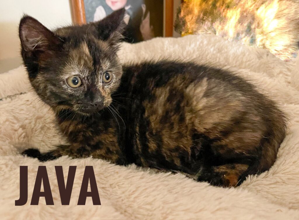 Java (Coffee litter) Java 1024x753