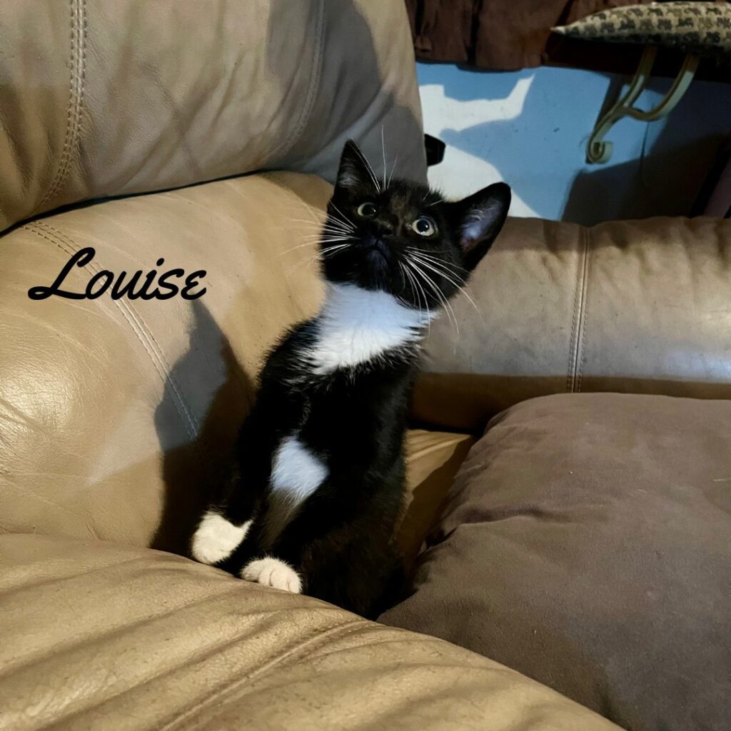 Louise (Legacy litter) Louise 1024x1024