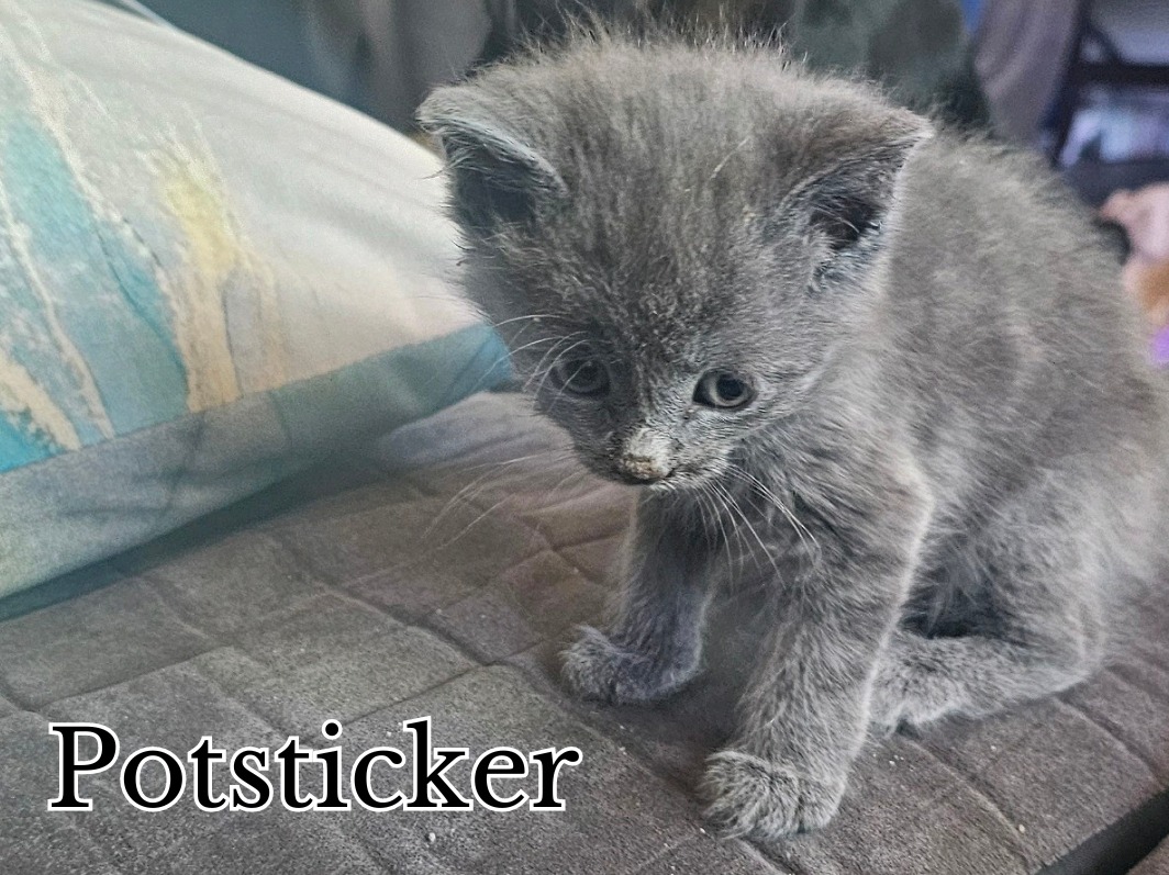 Potsticker