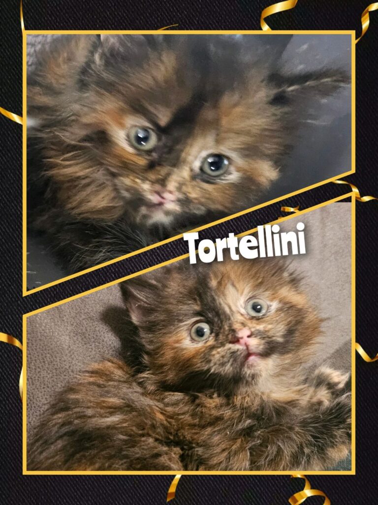 Tortellini Tortellini 768x1024