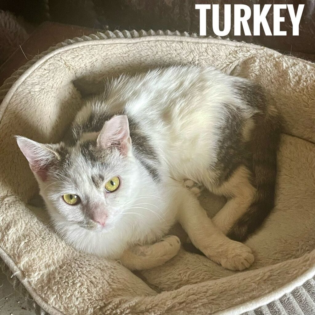 Turkey Turkey 1024x1024