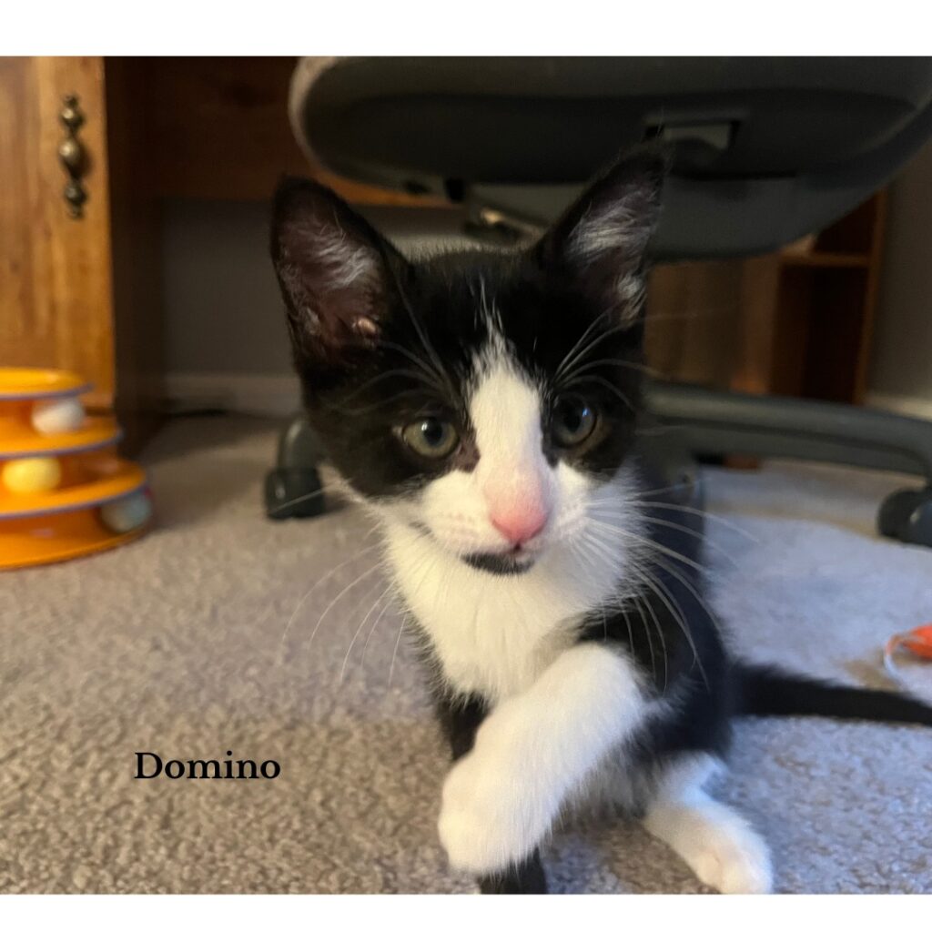 Domino 1024x1024