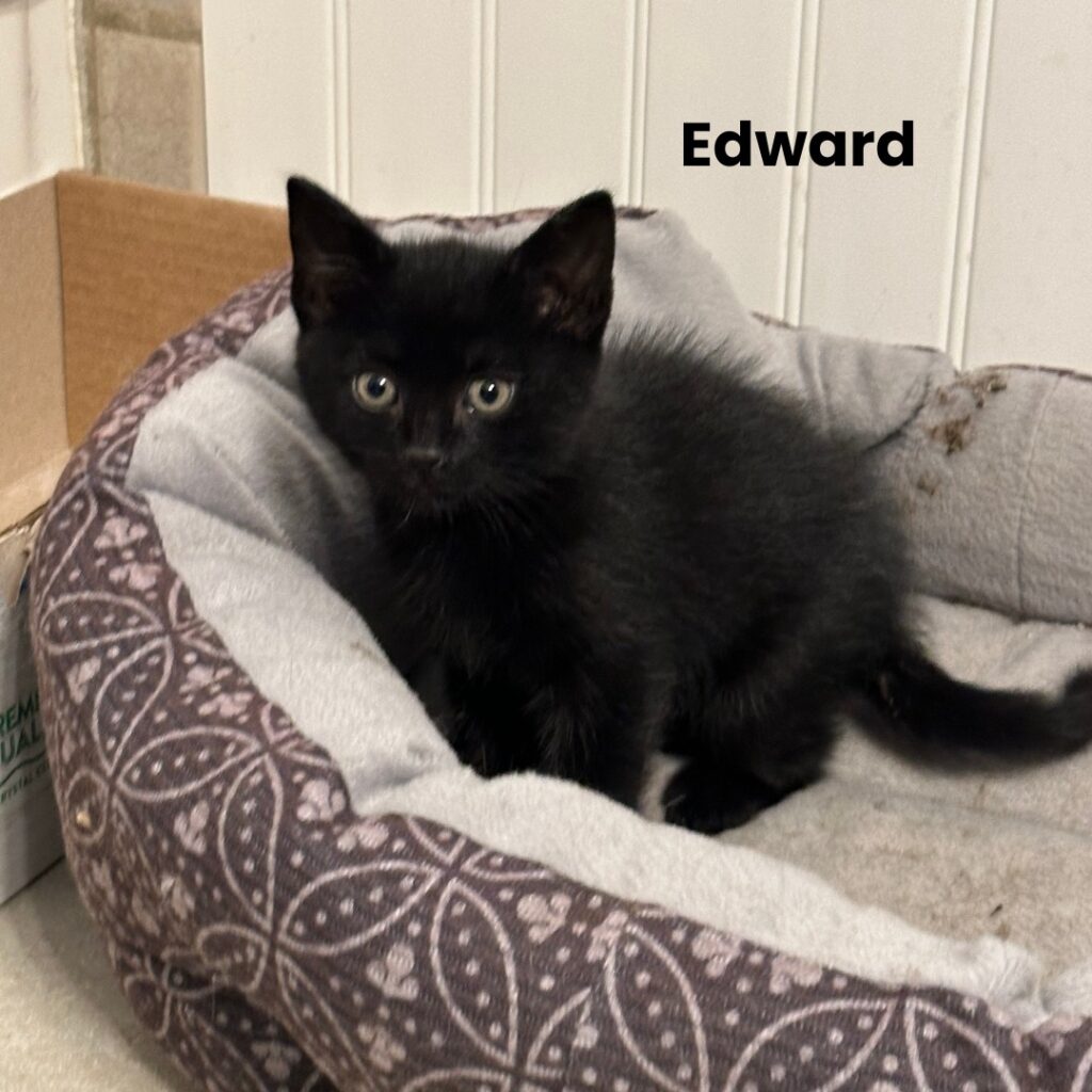 Edward Edward 1024x1024