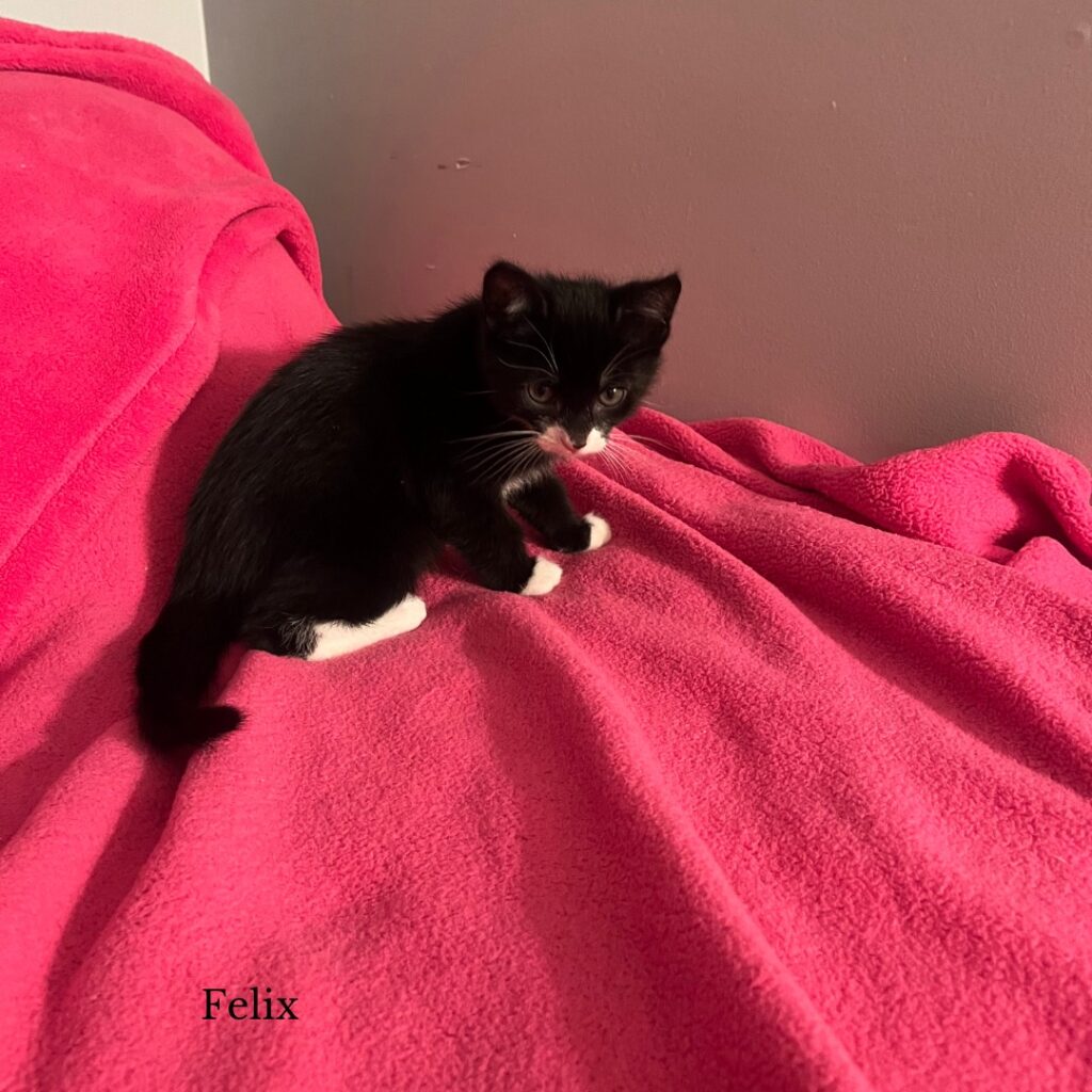 Felix Felix 1024x1024