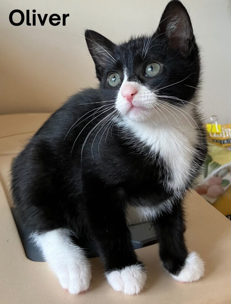 Oliver 780x1024