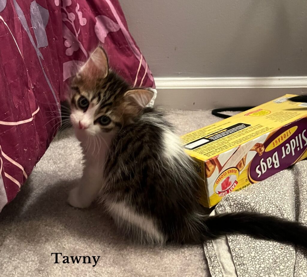 Tawny Tawny 1024x923