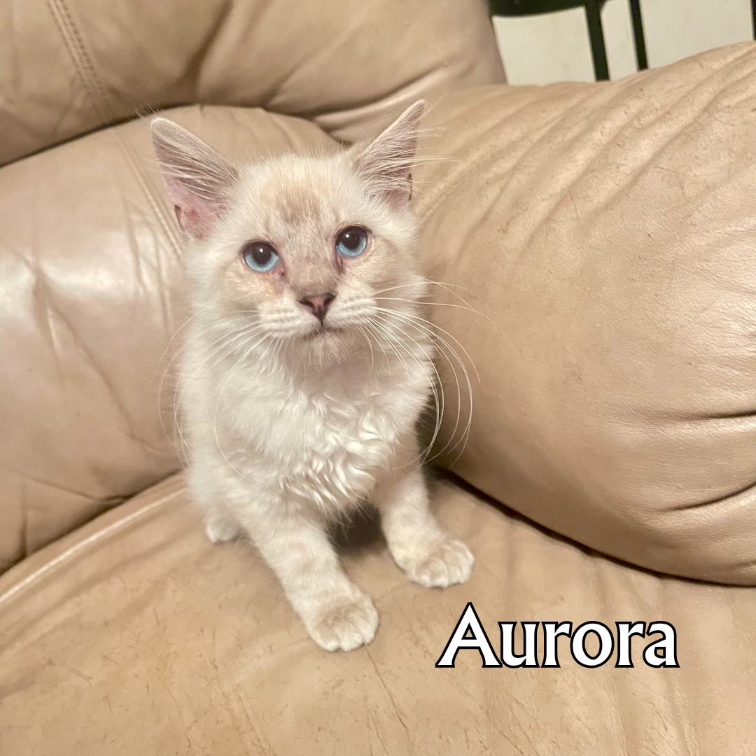 Aurora
