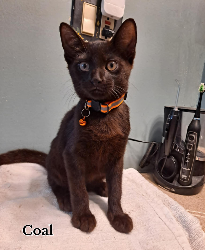Coal Jellybean 841x1024