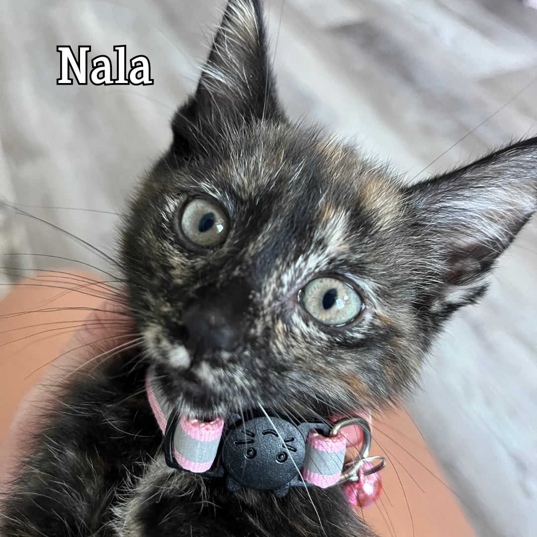 Nala