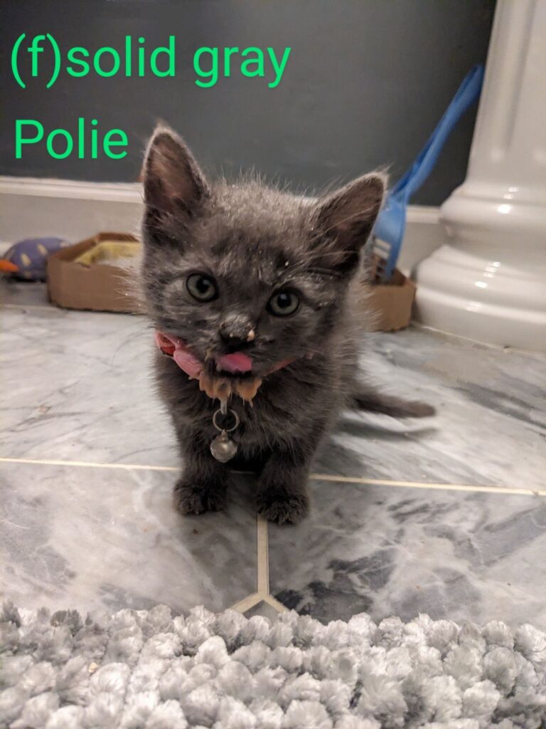 Polie Polie 768x1024