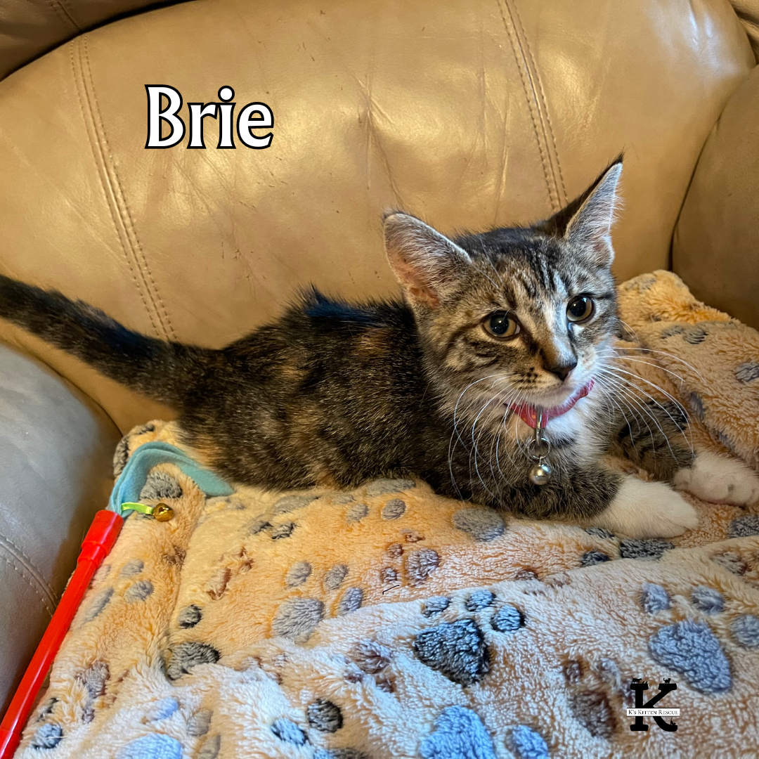 Brie (Cheese litter)