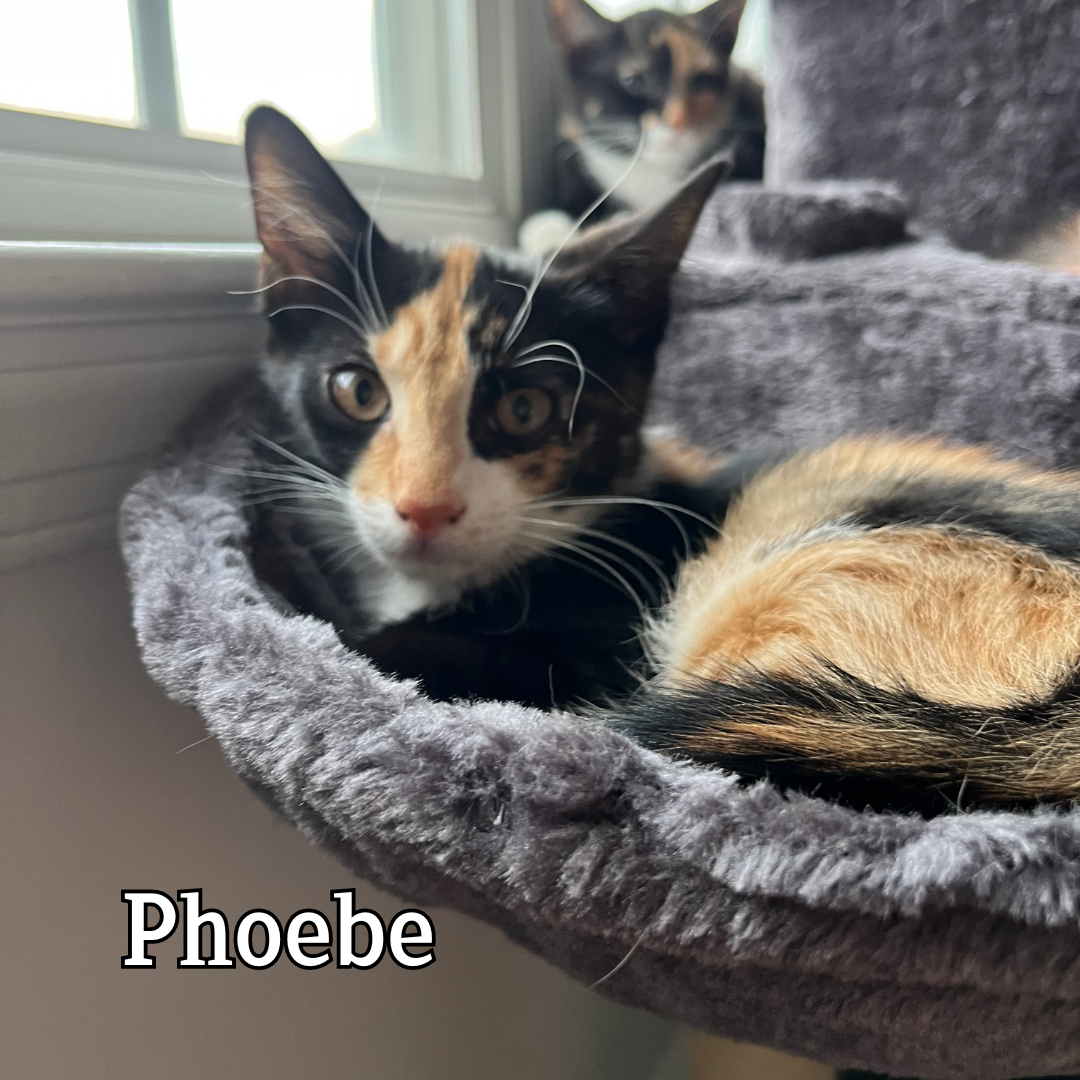 Phoebe