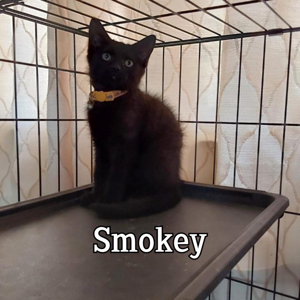 Smokey Smokey 1024x1024