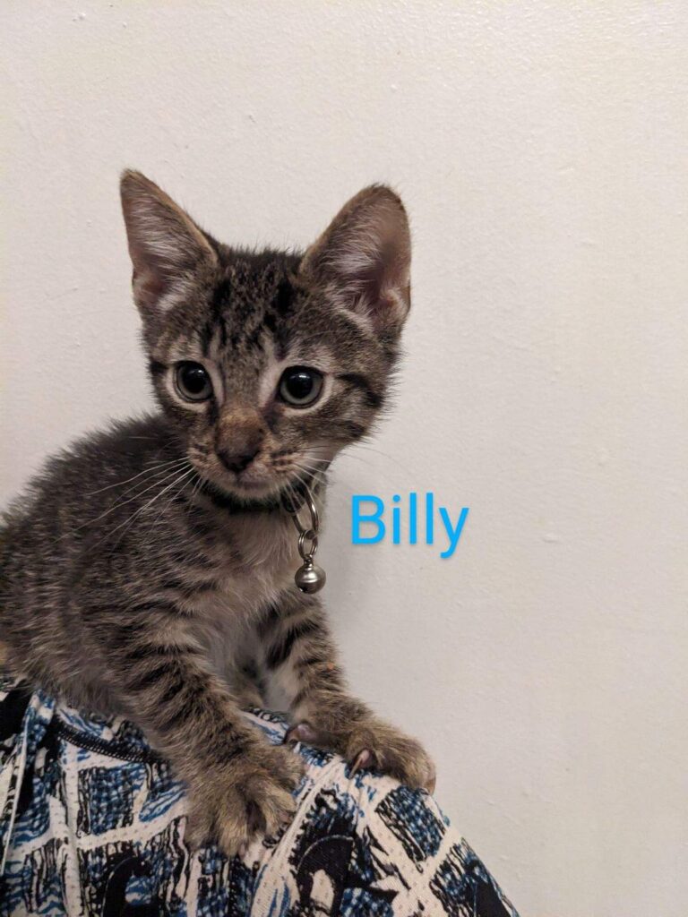Billy Billy 768x1024