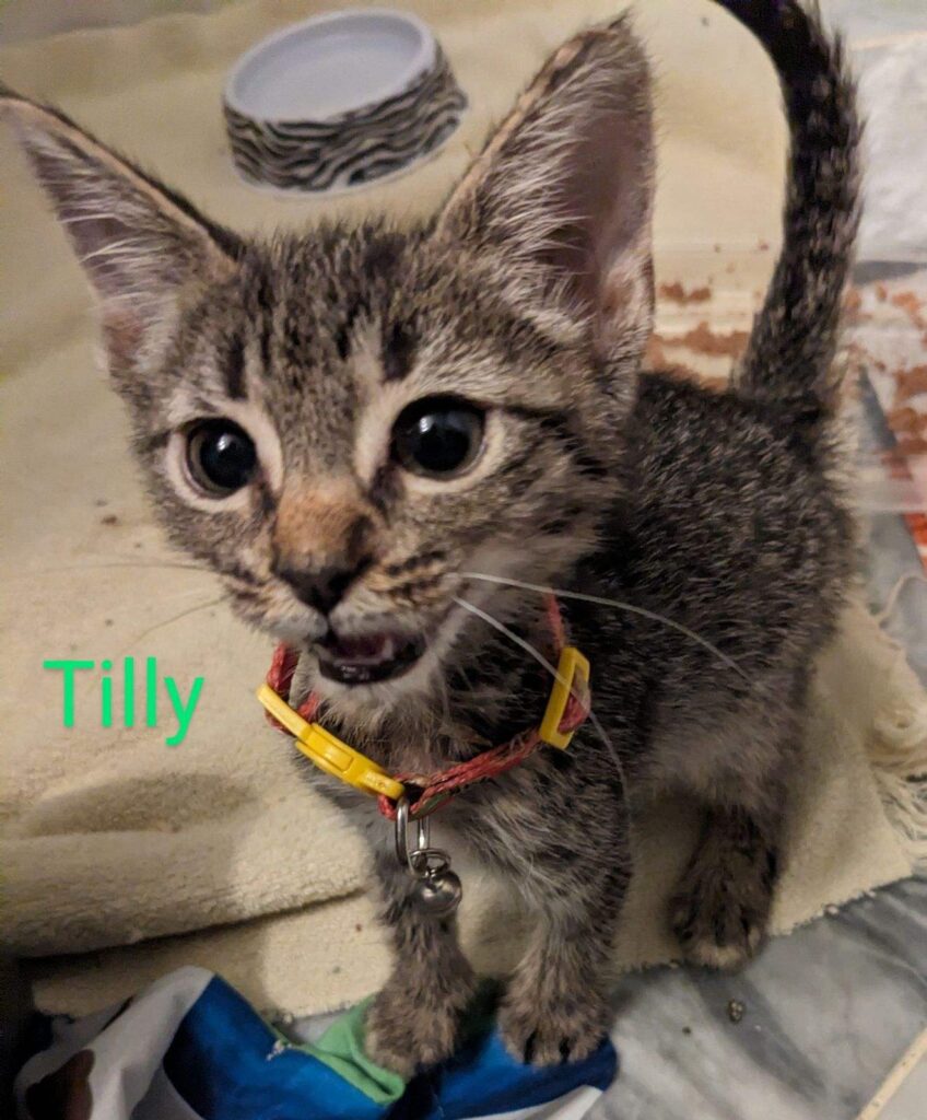 Tilly Tilly 848x1024