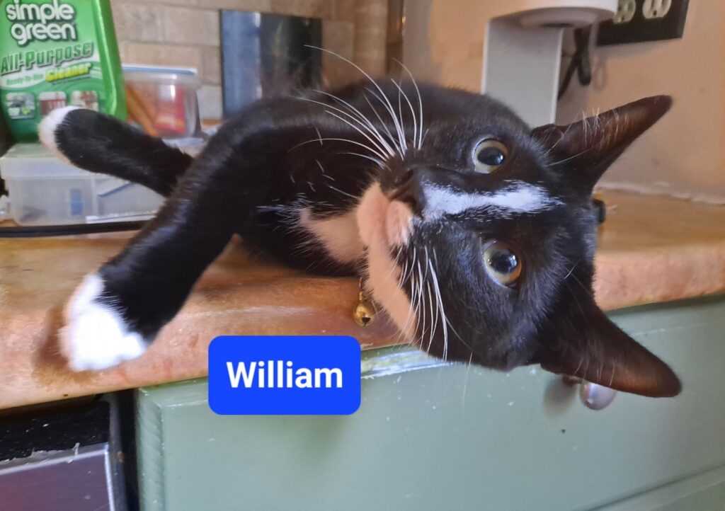 William William 1024x722
