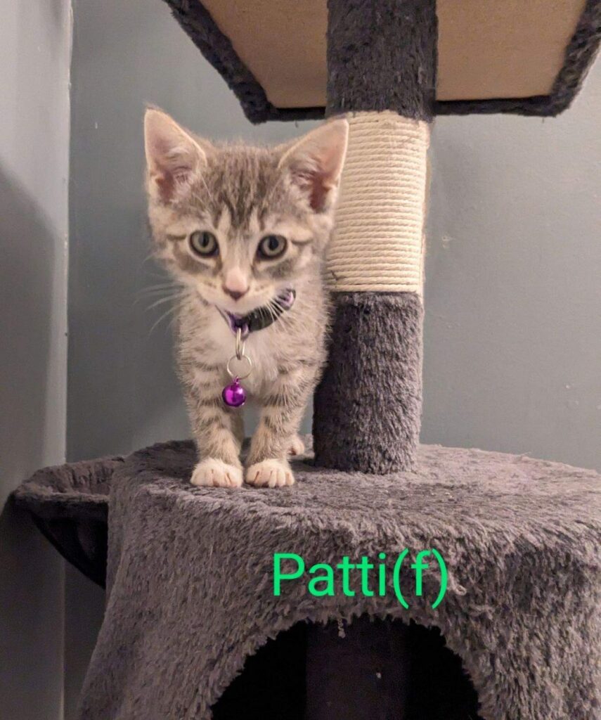 Patti 855x1024