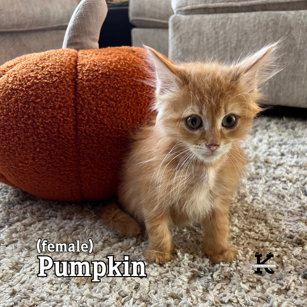 Pumpkin