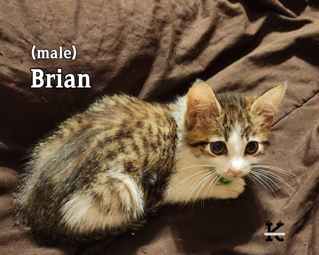 Bb Brian 1024x818