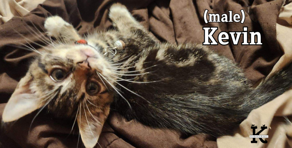 Bb Kevin 1024x520