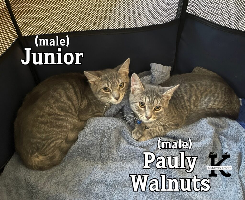 Junior PaulyWalnuts 1024x834