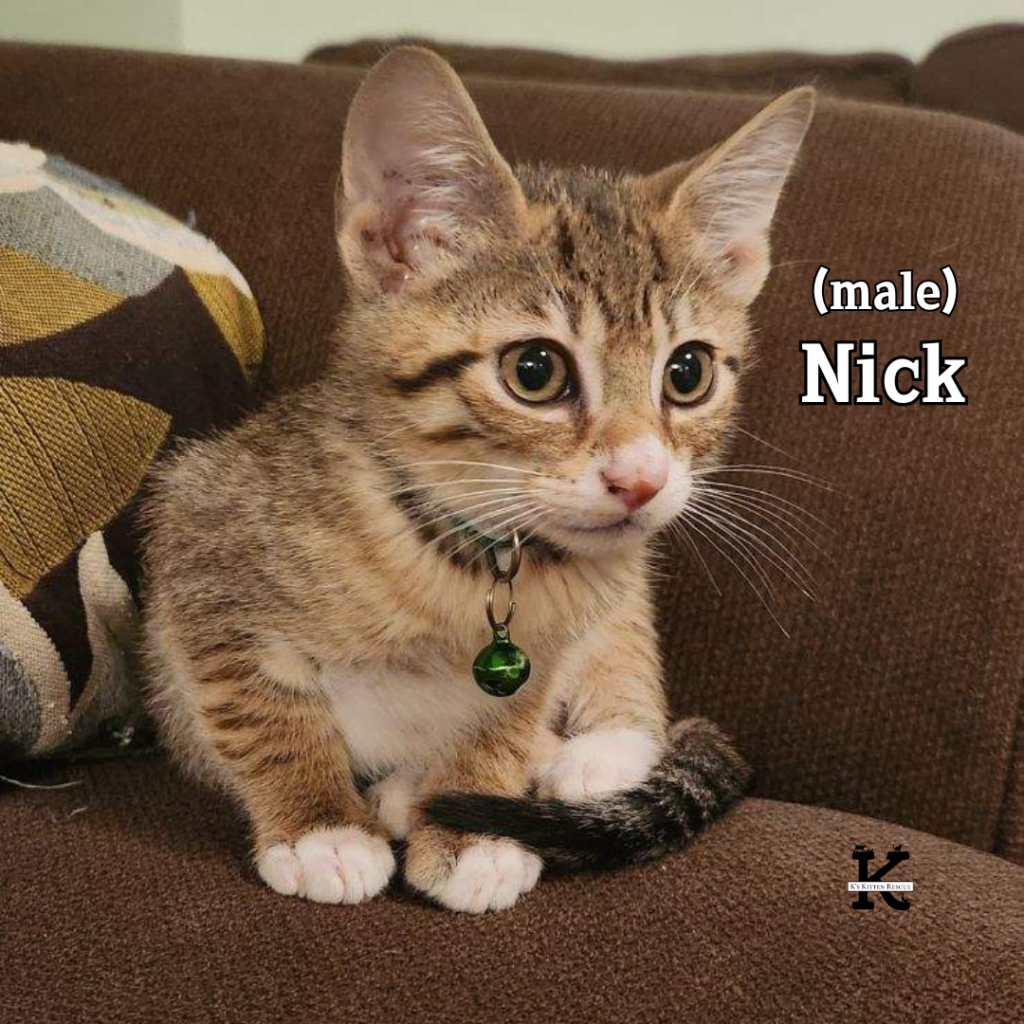 Nick (Backstreet Boys litter) Nick 1024x1024