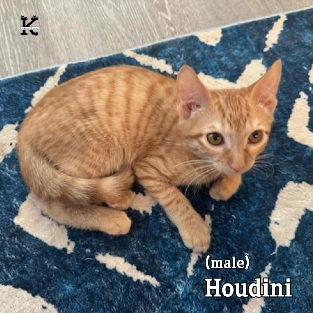 Houdini