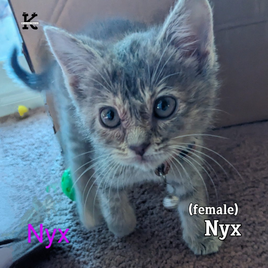 Nyx 1024x1024