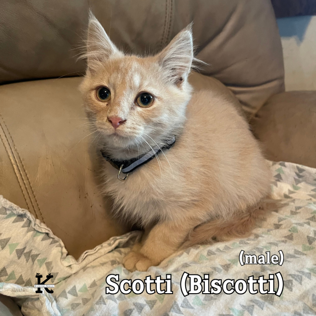 Biscotti Biscotti 1024x1024