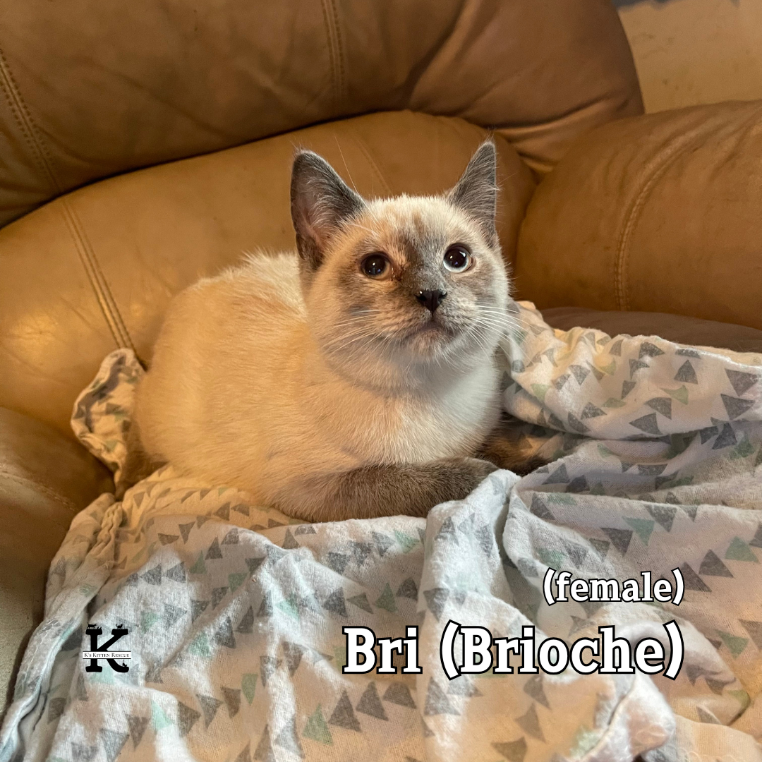 Brioche