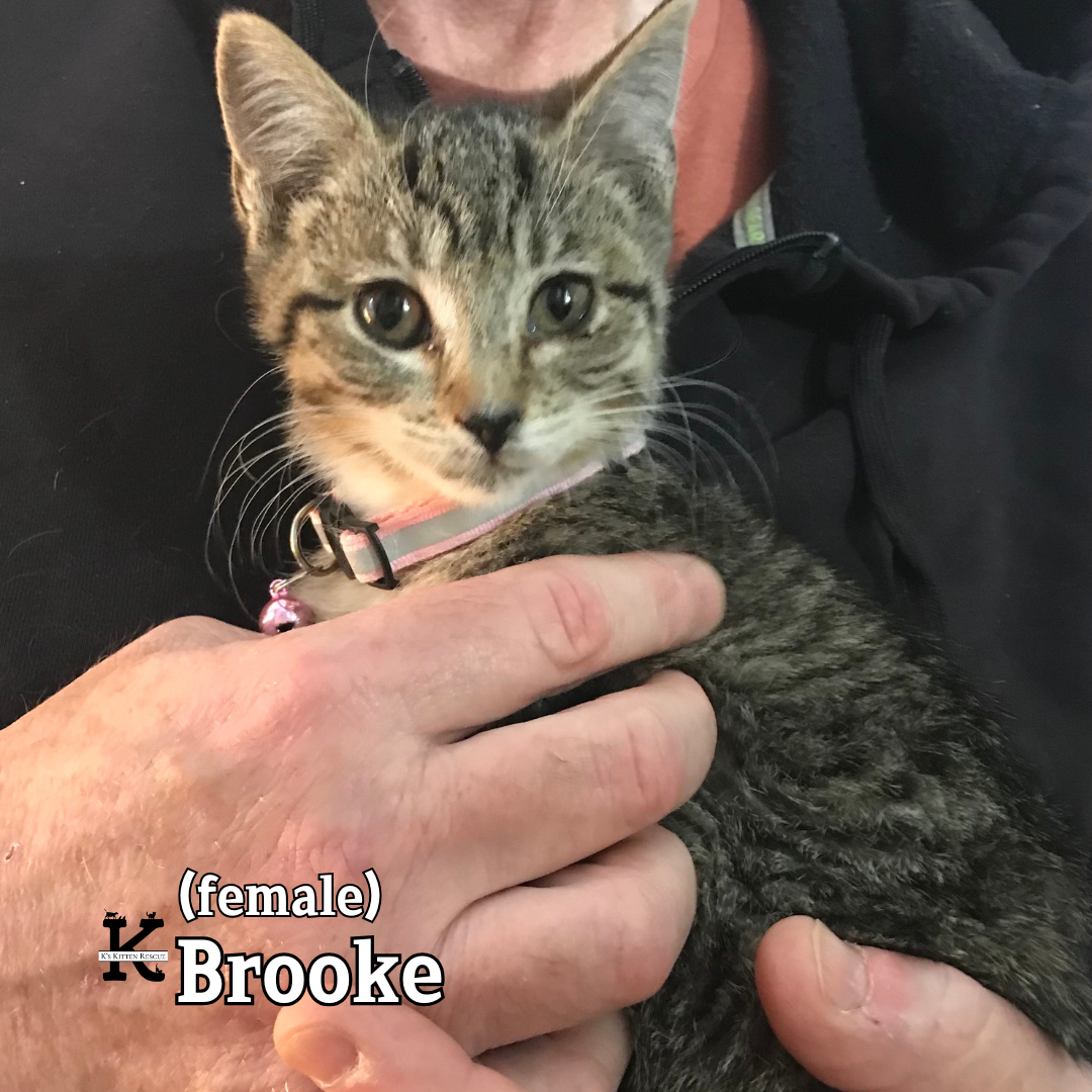 Brooke