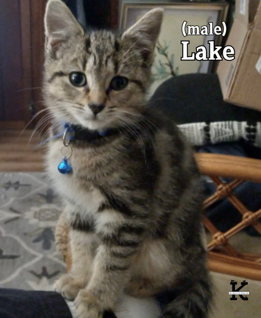 Lake 843x1024