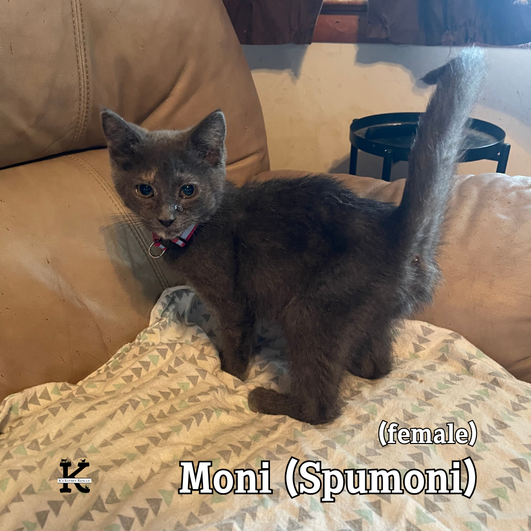 Spumoni