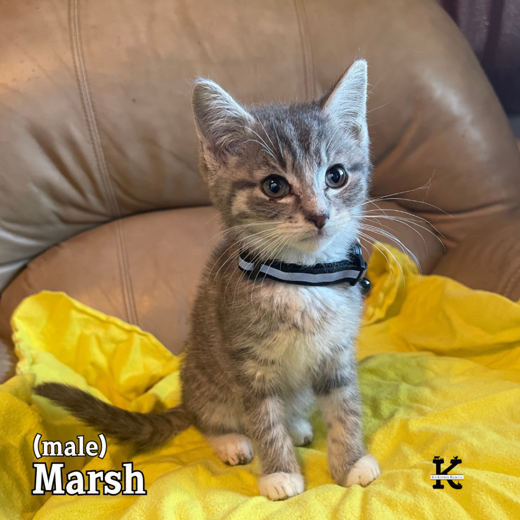 Marsh Marsh 1024x1024