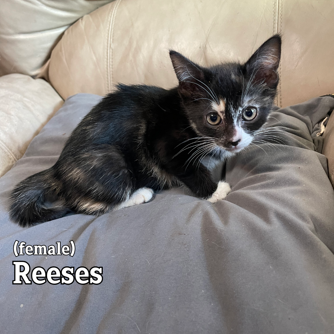 Reeses