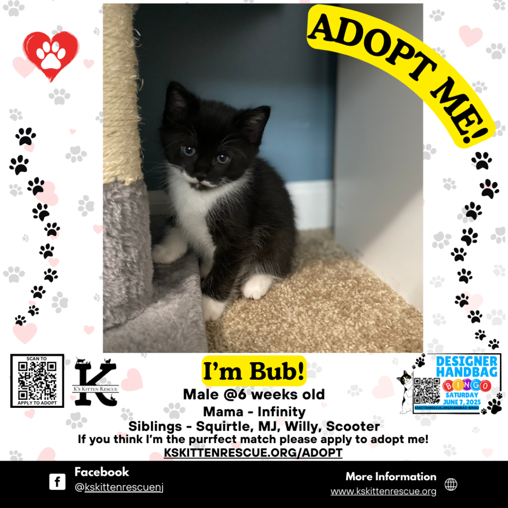 Bub Adopt Me Social Media Listing 1024x1024