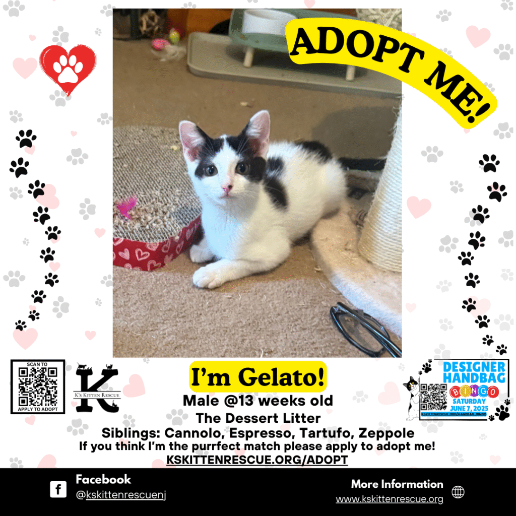 Gelato Gelato Adopt Me Social Media Listing 1024x1024
