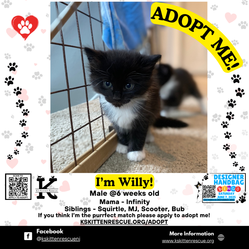 Willy Willy Adopt Me Social Media Listing 1024x1024