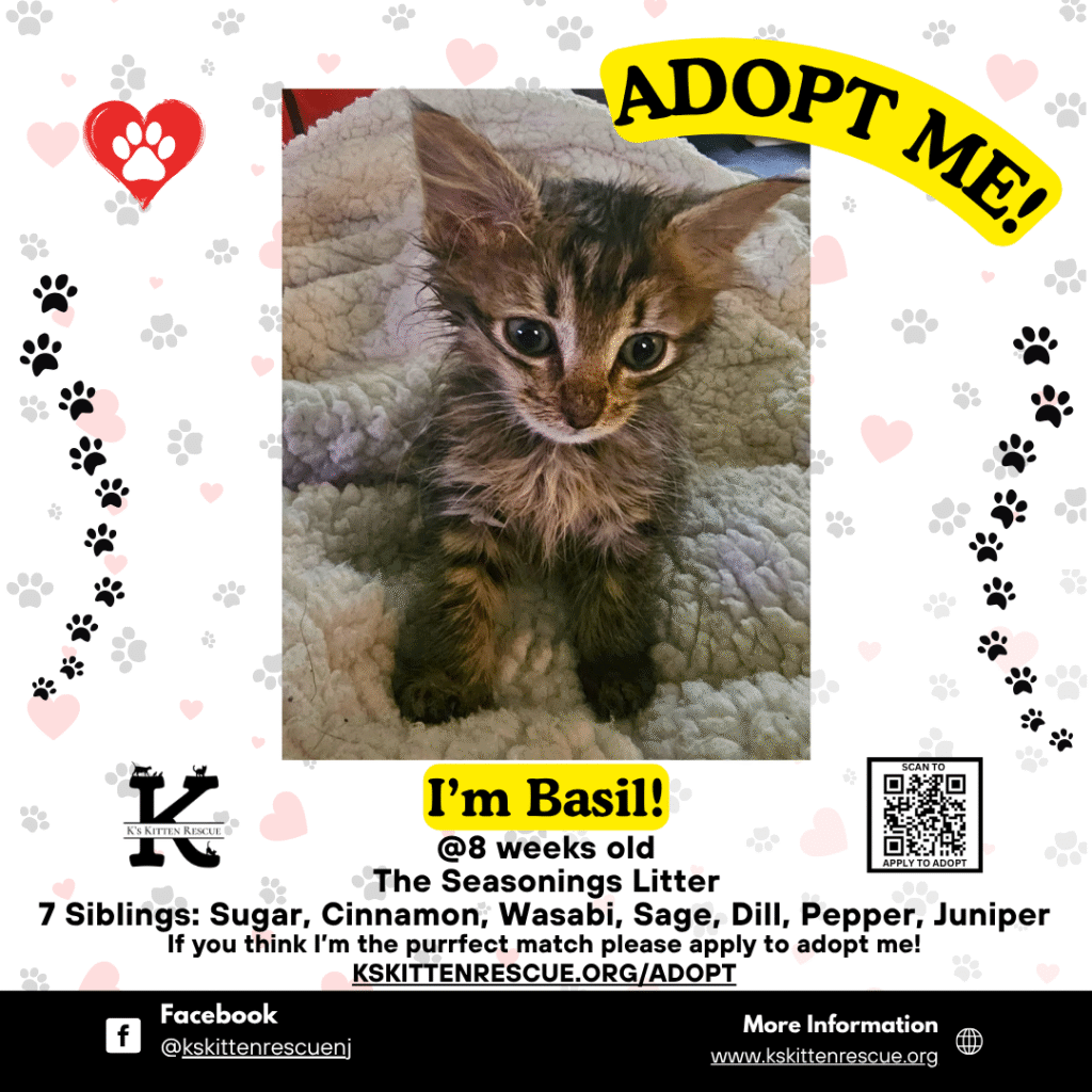 Basil Basil Adopt Me Social Media Listing 1024x1024