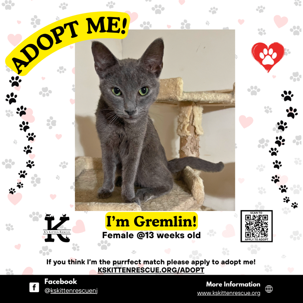 Gremlin Gremlin Adopt Me Social Media Listing 1024x1024