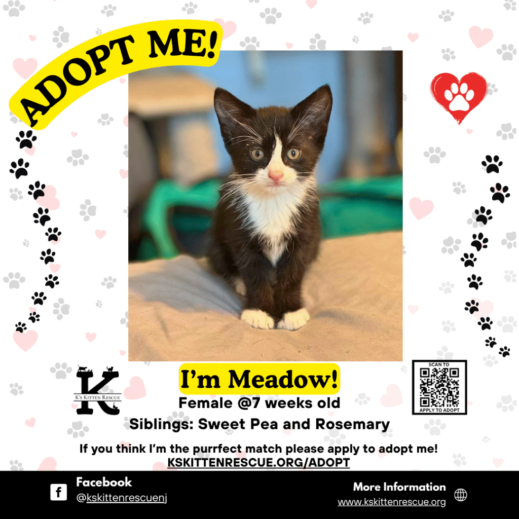 Meadow Meadow Adopt Me Social Media Listing 1024x1024